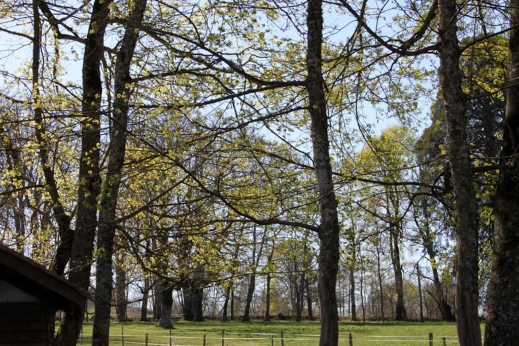 Les Gites De Recoleine Nébouzat Buitenkant foto